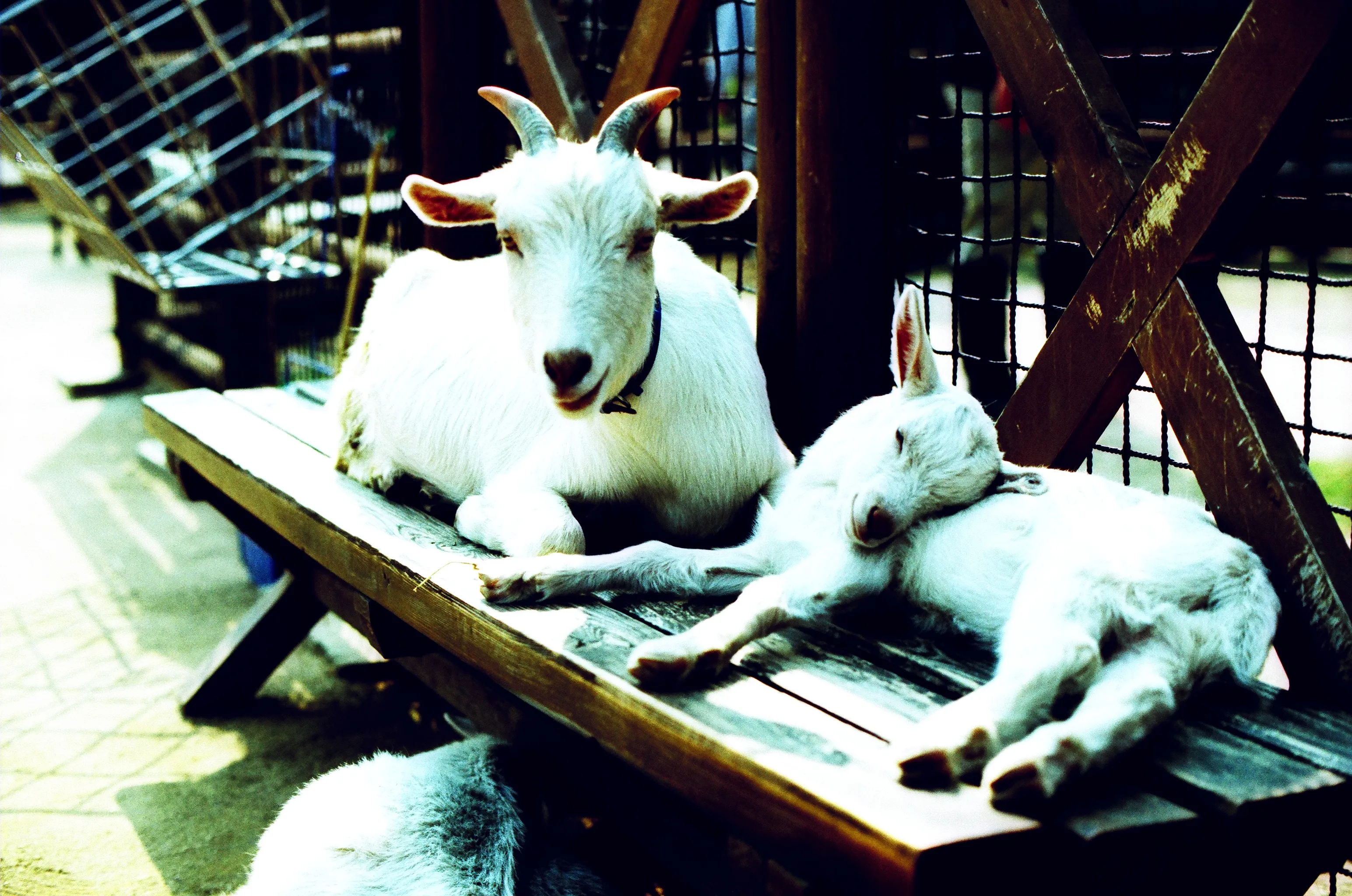 クロスプロセス