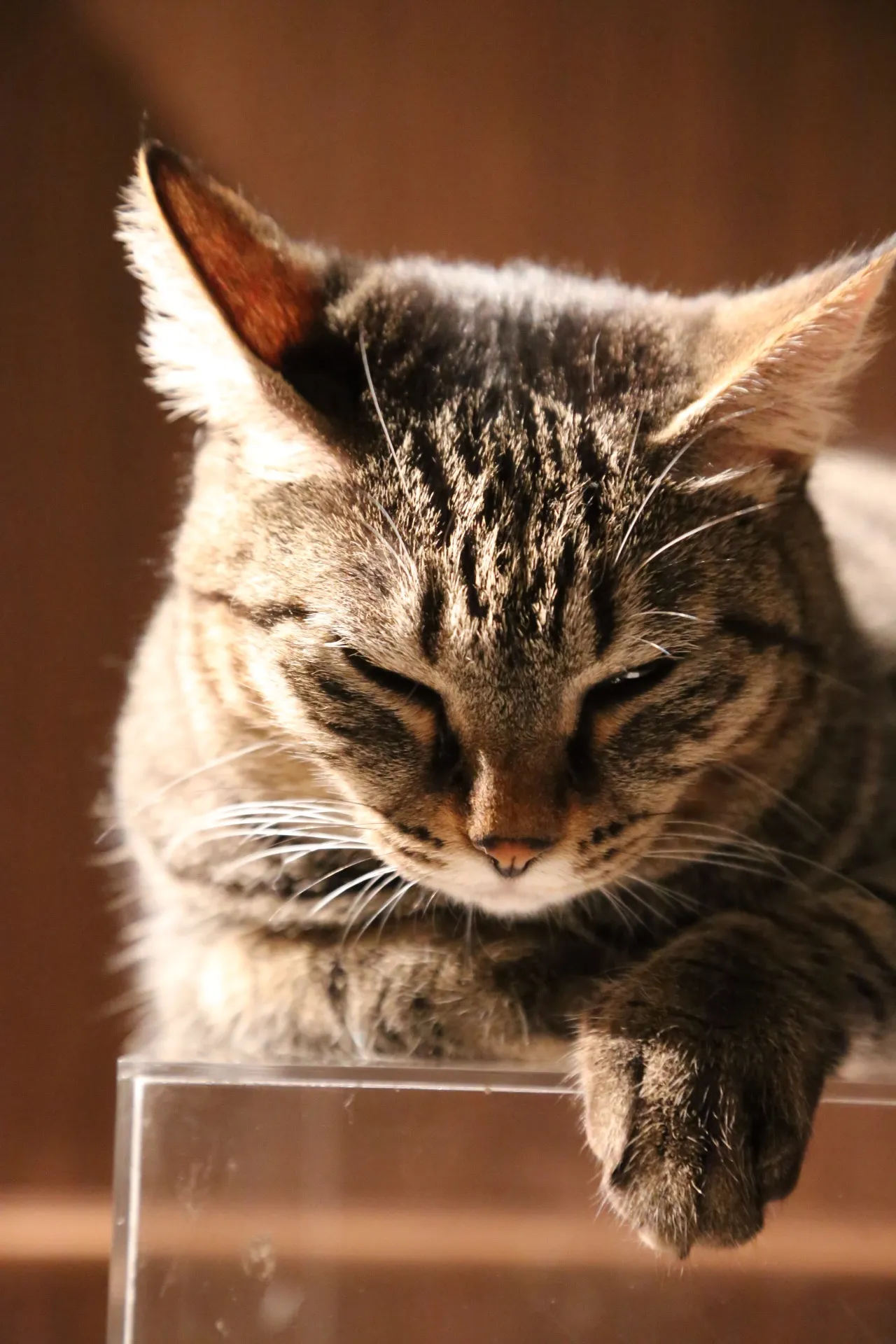 カフェきゃらふ