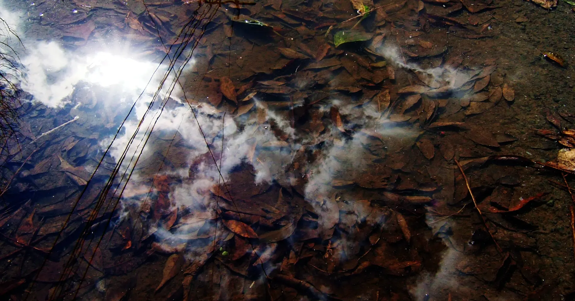 澄んだ浅い水の下に、堆積した枯れ葉と枝がびっしり沈んでいる岸辺。水面には空と太陽が映り込んでいる